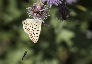 sli Bakr Gzeli (Lycaena tityrus)
