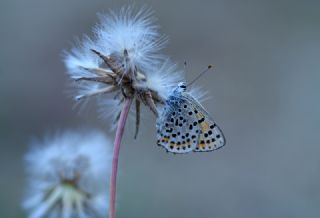 sli Bakr Gzeli (Lycaena tityrus)