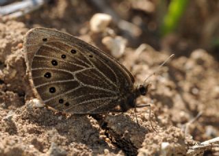 Uygur G�zelesmeri&nbsp;(Proterebia&nbsp;afra)