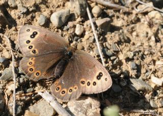 Uygur G�zelesmeri&nbsp;(Proterebia&nbsp;afra)