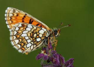 G�zel Amannisa&nbsp;(Mellicta &nbsp;aurelia)