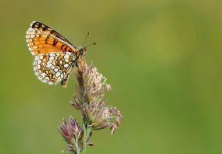 G�zel Amannisa&nbsp;(Mellicta &nbsp;aurelia)