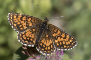 Gzel Amannisa (Mellicta  aurelia)