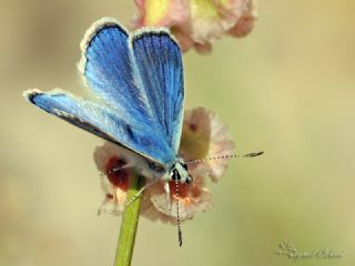 okgzl Kandl Mavisi (Polyommatus kanduli)