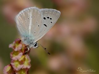 okgzl Kandl Mavisi (Polyommatus kanduli)