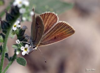 ? Agro Tr (Tanmsz) (Agrodiaetus sp.)