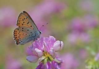 Byk Mor Bakr Gzeli (Lycaena alciphron)