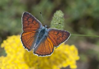 Byk Mor Bakr Gzeli (Lycaena alciphron)