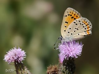 Byk Mor Bakr Gzeli (Lycaena alciphron)