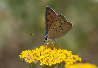 Byk Mor Bakr Gzeli (Lycaena alciphron)