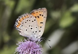 Byk Mor Bakr Gzeli (Lycaena alciphron)