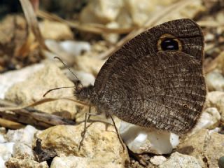 Karagz (Ypthima asterope)