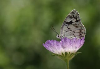 Akdeniz Melikesi&nbsp;(Melanargia&nbsp;titea)