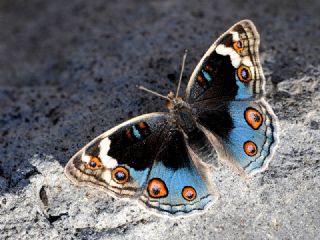 Dicle Gzeli (Junonia orithya)