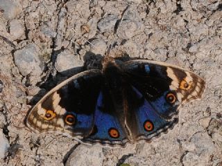 Dicle Gzeli (Junonia orithya)