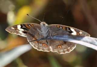 Dicle Gzeli (Junonia orithya)