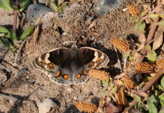 Dicle Gzeli (Junonia orithya)