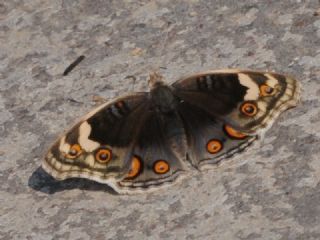 Dicle Gzeli (Junonia orithya)