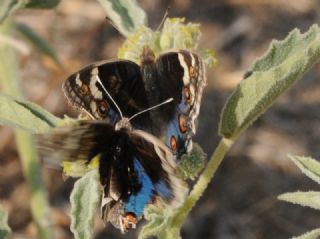 Dicle Gzeli (Junonia orithya)