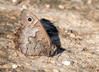 Anadolu Karamelei (Hipparchia fatua)