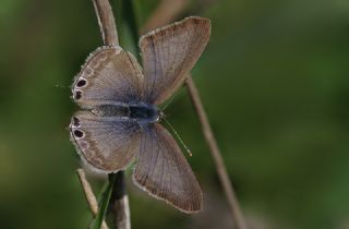 Lampides&nbsp;(Lampides&nbsp;boeticus)