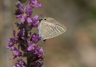 Lampides (Lampides boeticus)