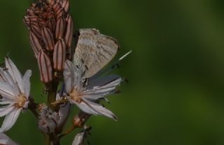 Lampides&nbsp;(Lampides&nbsp;boeticus)