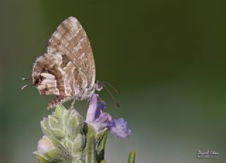 Sardunya Zebras, Geranyum Bronzu (Cacyreus marshalli)