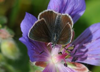 �okg�zl� Geranium Mavisi&nbsp;(Aricia&nbsp;eumedon)