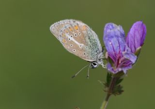 �okg�zl� Geranium Mavisi&nbsp;(Aricia&nbsp;eumedon)