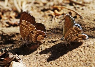 Sardunya Zebras, Geranyum Bronzu (Cacyreus marshalli)