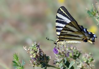 YURTDISI, spanyol Krlang kuyruu (Iphiclides feisthamelii)