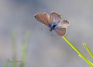 Mavi Zebra (Leptotes pirithous)