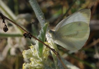 Yalanc Beyazmelek (Pieris pseudorapae)