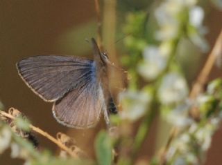 Mavi Zebra (Leptotes pirithous)