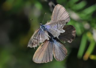 Mavi Zebra (Leptotes pirithous)