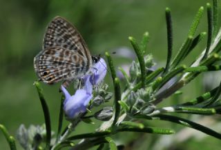 Mavi Zebra (Leptotes pirithous)