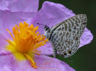 Mavi Zebra (Leptotes pirithous)