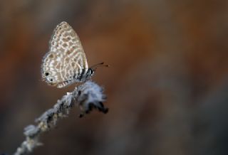 Mavi Zebra&nbsp;(Leptotes&nbsp;pirithous)