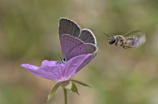 Minik Kupid (Cupido minimus)