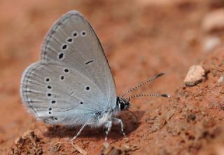 Minik Kupid&nbsp;(Cupido&nbsp;minimus)