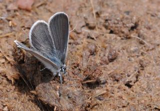 Minik Kupid&nbsp;(Cupido&nbsp;minimus)