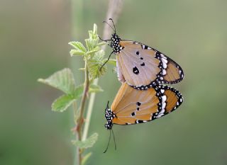 Sultan (Danaus chrysippus)