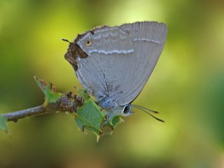 Mormee (Favonius quercus)