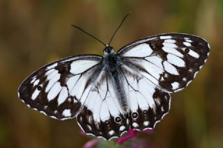 Akdeniz Melikesi (Melanargia titea)