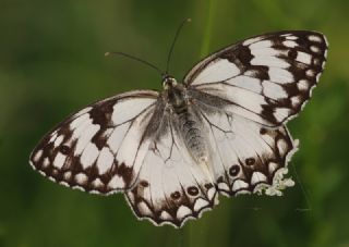 Akdeniz Melikesi (Melanargia titea)