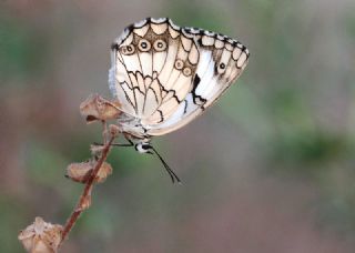 Akdeniz Melikesi (Melanargia titea)