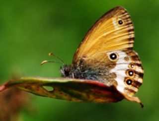 Funda Z�pz�p Perisi&nbsp;(Coenonympha&nbsp;arcania)