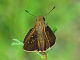 Beyaz illi Kara Zpzp (Pelopidas  thrax)