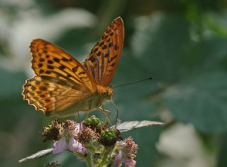 Cengaver (Argynnis paphia)